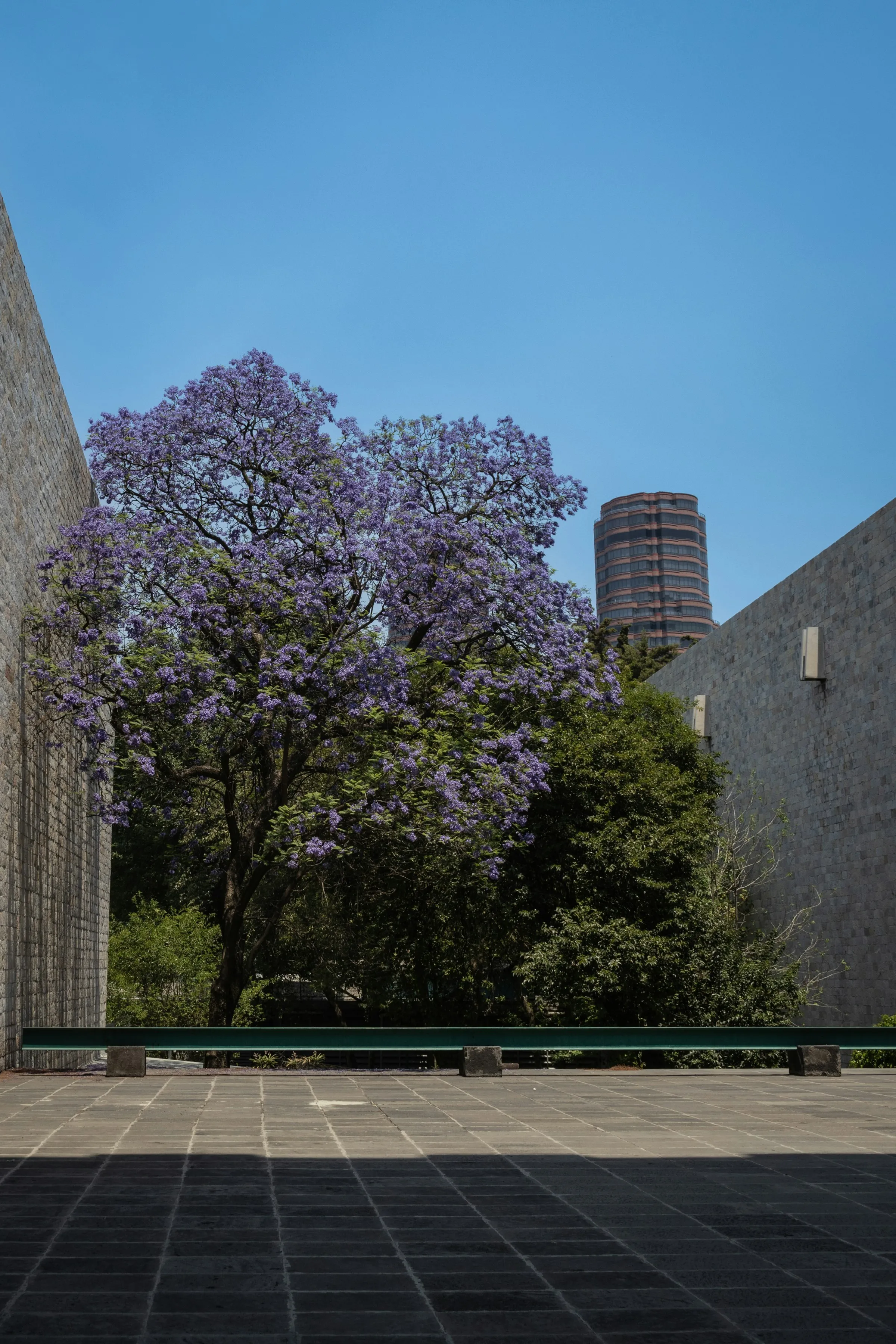 Jacaranda en flor entre muros de cantera en la Ciudad de México.